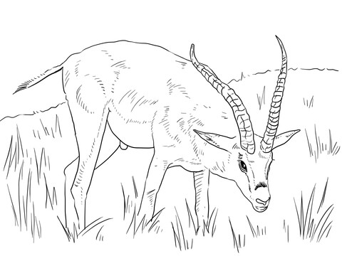 Grant'S Gazelle  Coloring Page